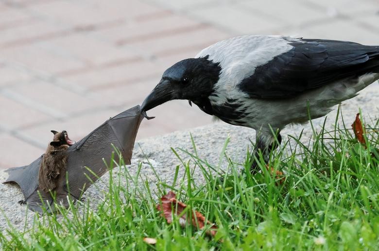 A crow attacks a bat in central Kyiv, Ukraine.  REUTERS/Gleb Garanich    